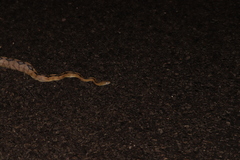 Bogertophis subocularis subocularis