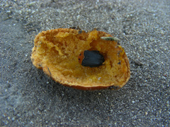 Pseudoclinteria infuscata