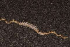 Bogertophis subocularis subocularis