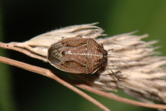 Neottiglossa pusilla