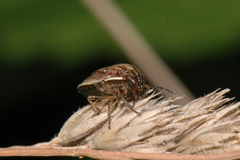 Neottiglossa pusilla