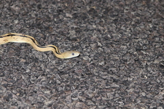 Bogertophis subocularis subocularis