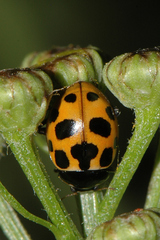 Ceratomegilla notata