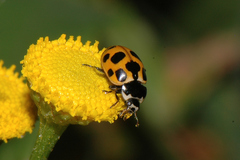 Ceratomegilla notata