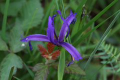 Iris sintenisii