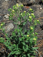 Emmenanthe penduliflora penduliflora