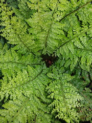 Asplenium cristatum
