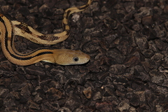 Bogertophis subocularis subocularis