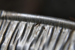 Entomobryidae
