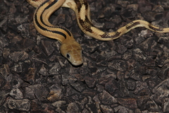 Bogertophis subocularis subocularis