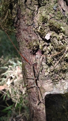 Heteronemia
