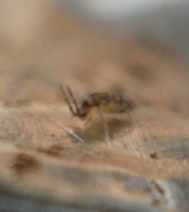 Entomobryidae