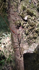 Heteronemia