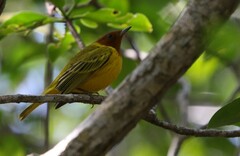 Setophaga petechia xanthotera