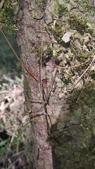 Heteronemia