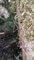 Heteronemia