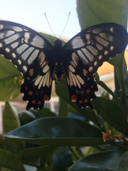 Papilio anactus