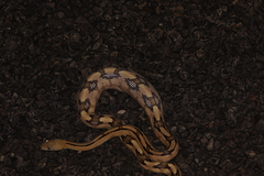 Bogertophis subocularis subocularis