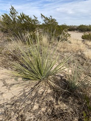 Yucca