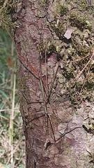 Heteronemia