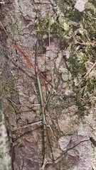 Heteronemia