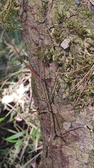 Heteronemia