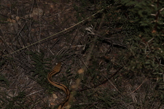 Bogertophis subocularis subocularis