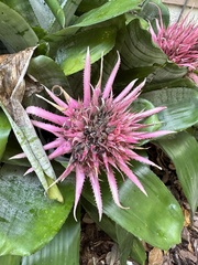 Aechmea fasciata
