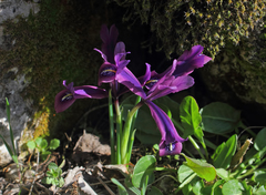 Iris sophenensis