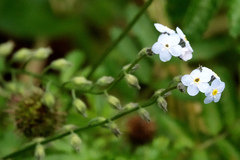 Myosotis sylvatica