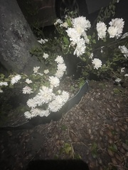 Anthemideae