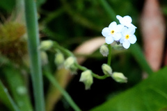 Myosotis sylvatica
