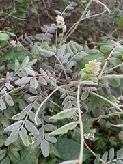 Amorpha herbacea