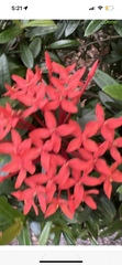 Ixora