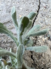 Pseudognaphalium