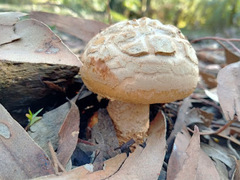 Amanita ochrophylla