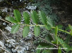 Sanguisorba verrucosa