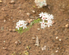 Calytrix tetragona