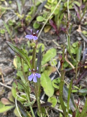 Lobelia anceps
