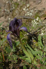 Iris suaveolens