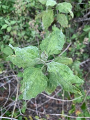 Eupatorieae
