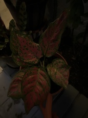 Caladium bicolor