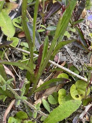 Lobelia anceps