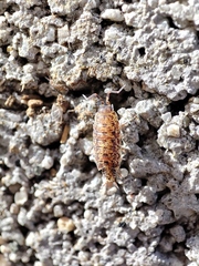 Porcellionides cingendus
