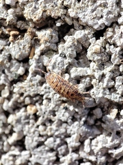 Porcellionides cingendus