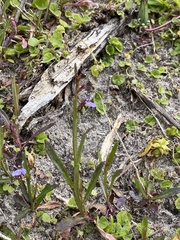 Lobelia anceps