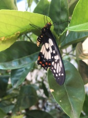 Papilio anactus