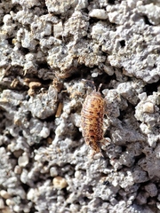 Porcellionides cingendus