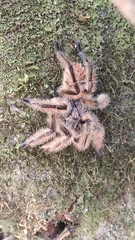 Phrixotrichus scrofa