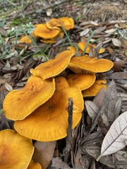 Omphalotus subilludens